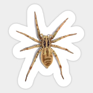 Sri Lankan tarantula Sticker